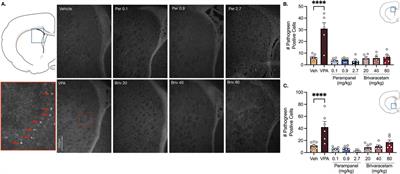 A single exposure to brivaracetam or perampanel does not cause cell death in neonatal rats